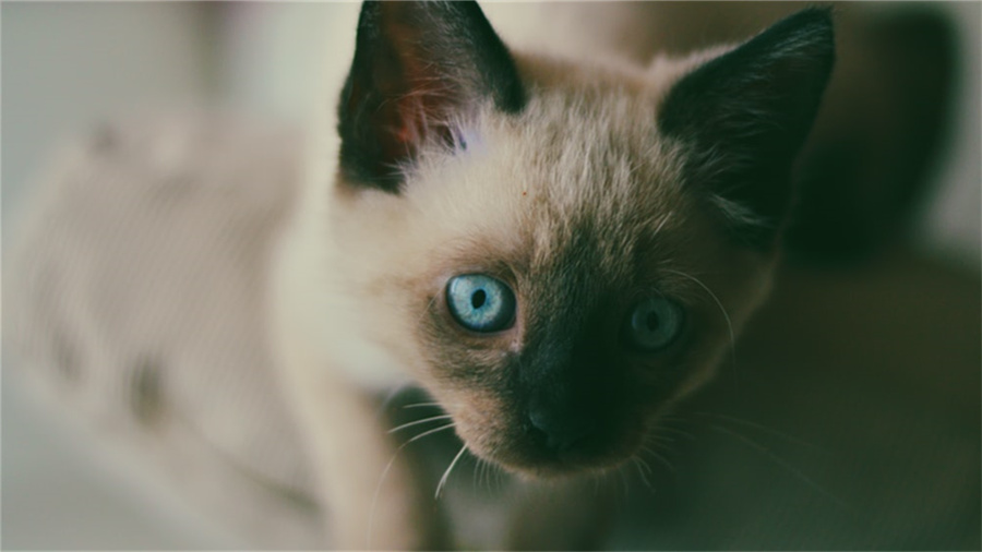 淘宝66大促流量怎么样