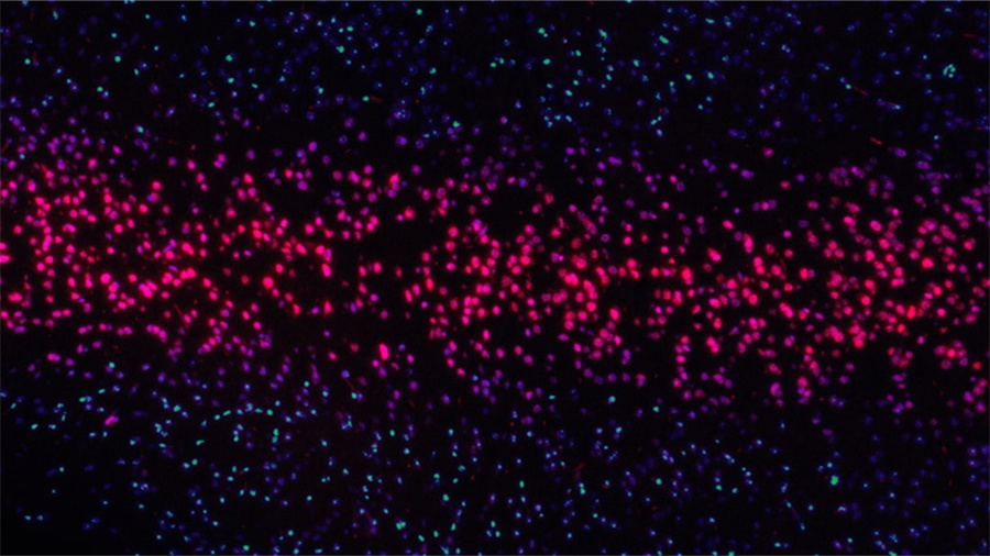抖音电商新版作者口碑分发布