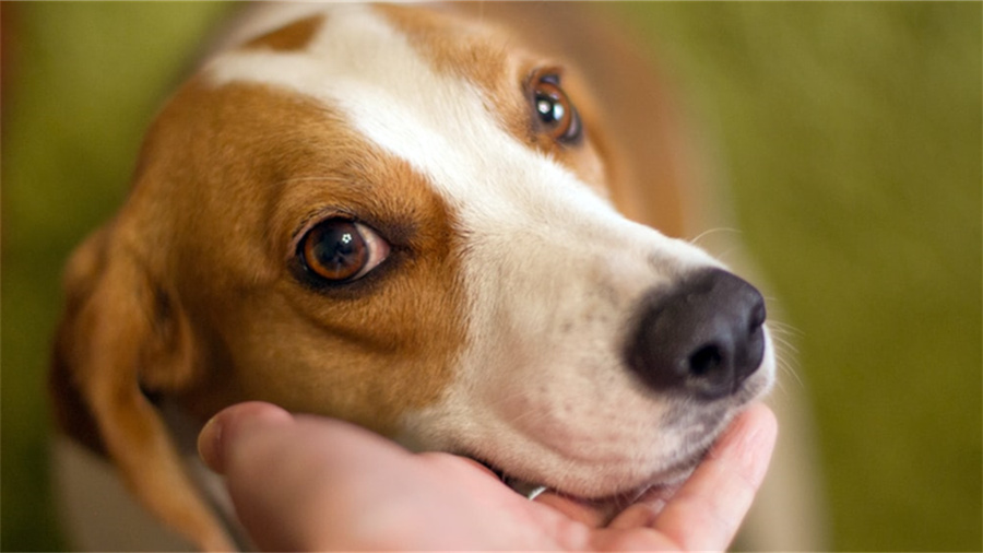 天猫健康节是哪一天