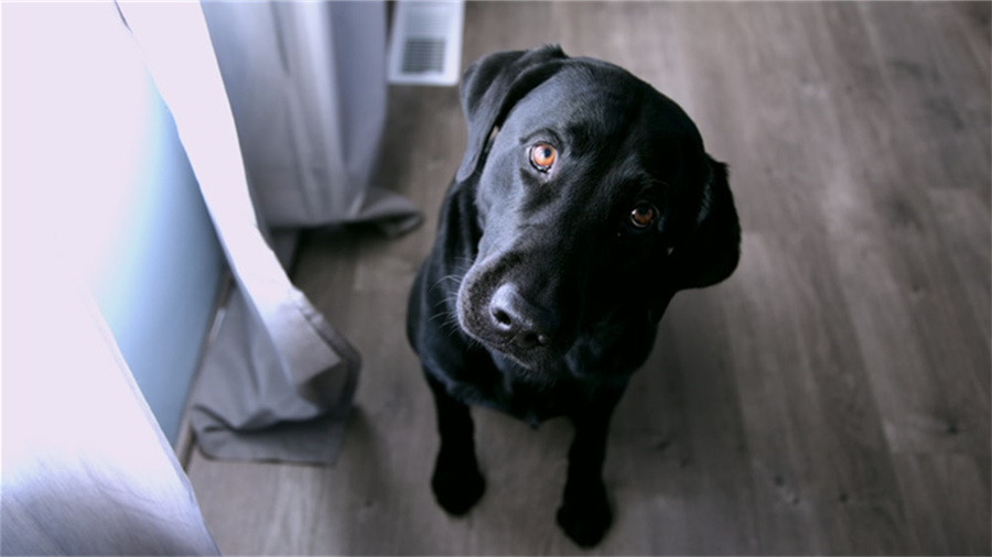 京东分销宝是啥