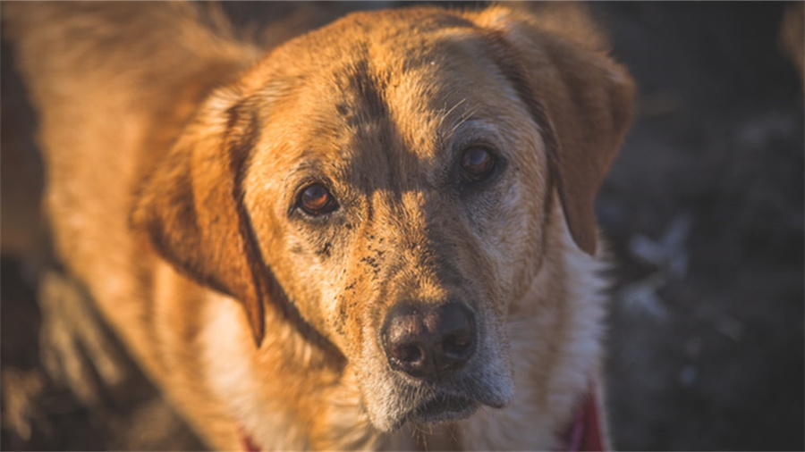 拼多多关键词卡位软件有什么用